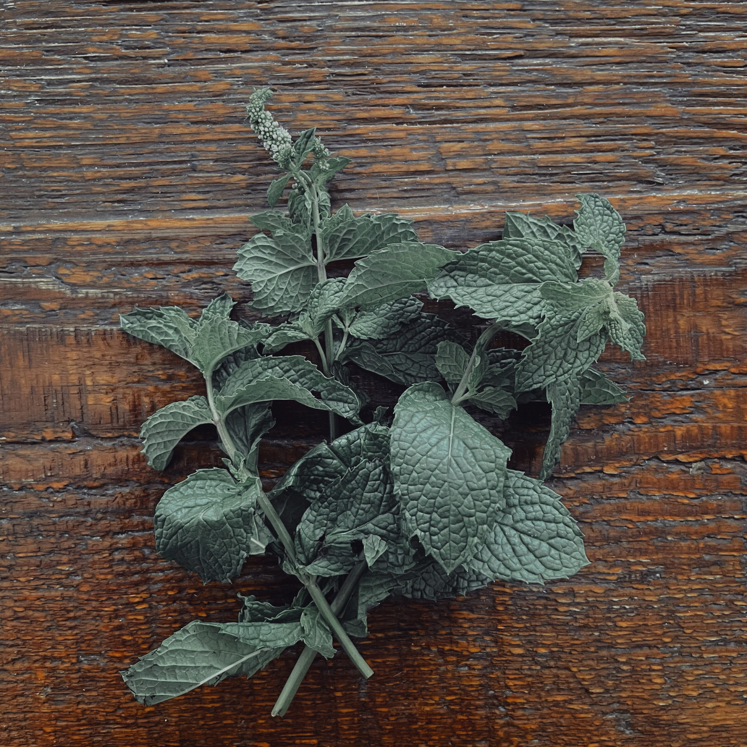 A sprig of mint on a wooden table