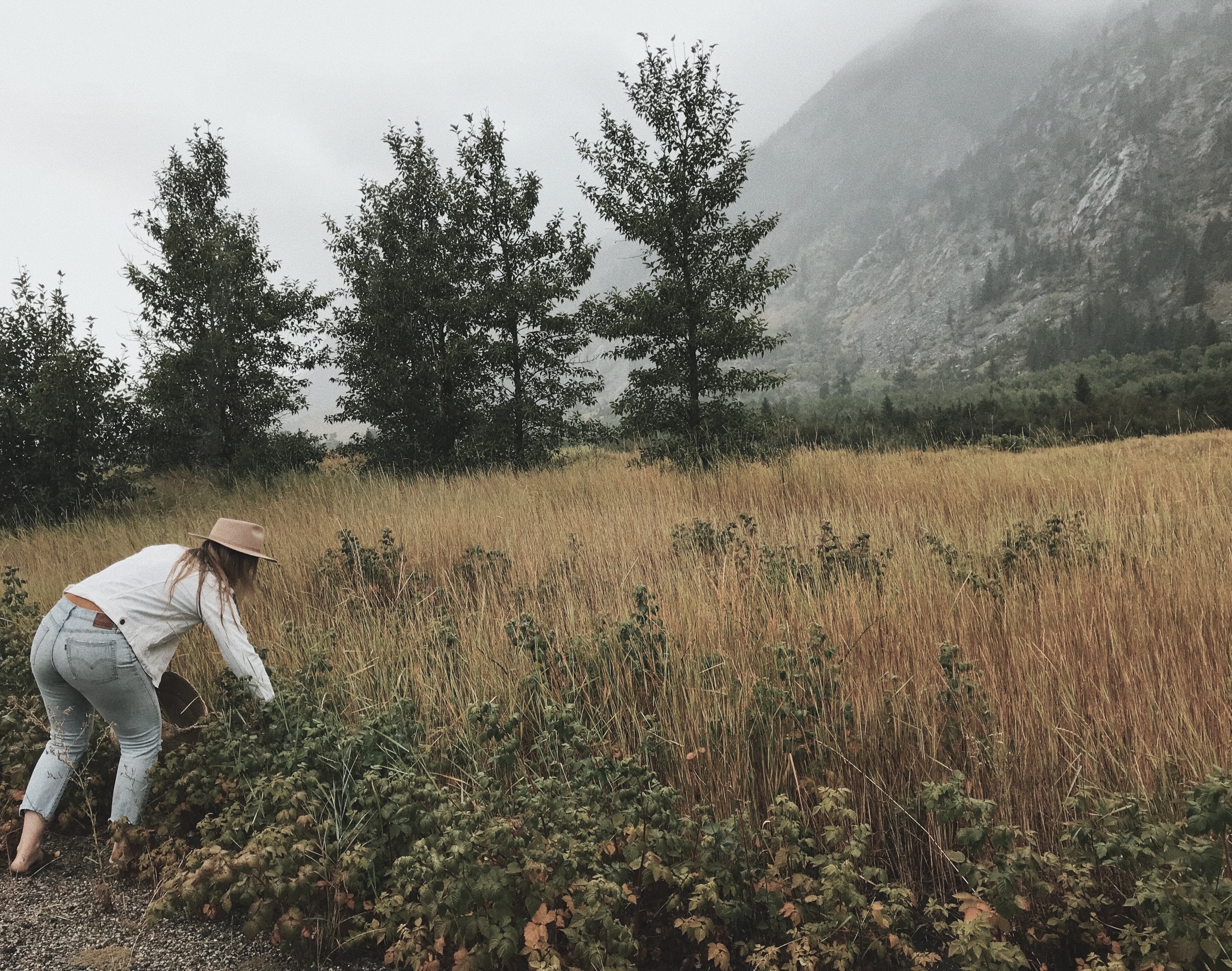 Woman harvests red raspberry leaves in a field on a rainy day